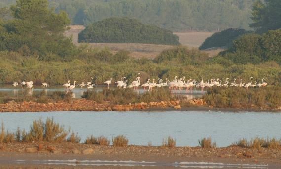 Una bandada de flamencos de pie sobre un cuerpo de agua.