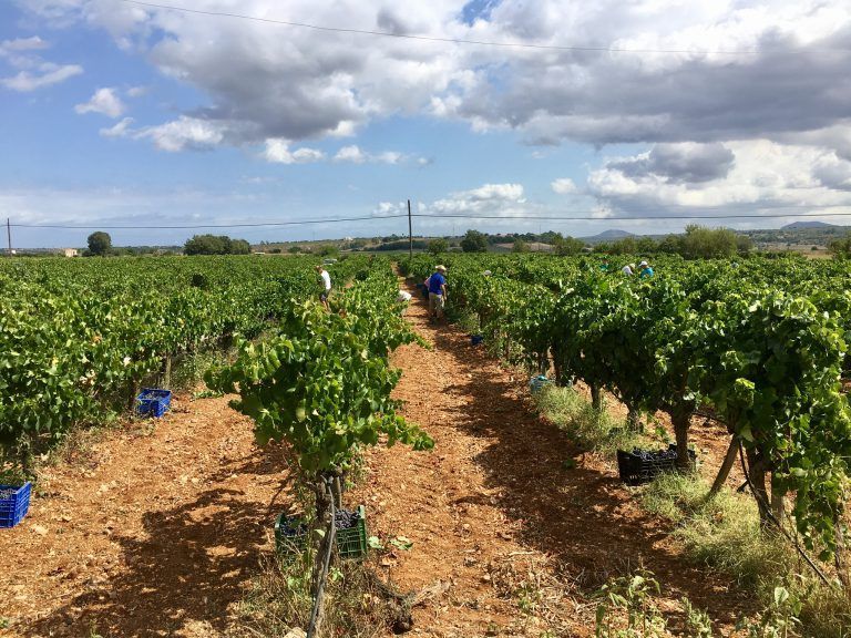 Un grupo de personas está trabajando en un viñedo en un día soleado.