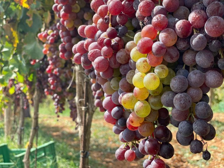 Un racimo de uvas colgando de una vid en un viñedo.