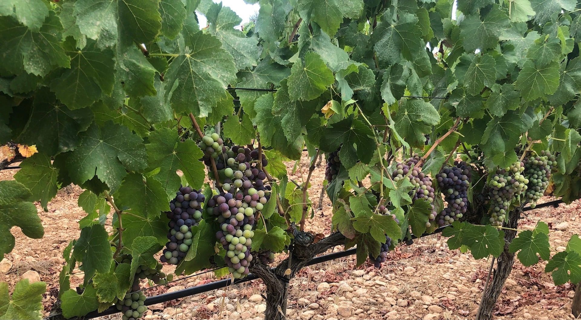 Un racimo de uvas que crecen en una vid en un viñedo.