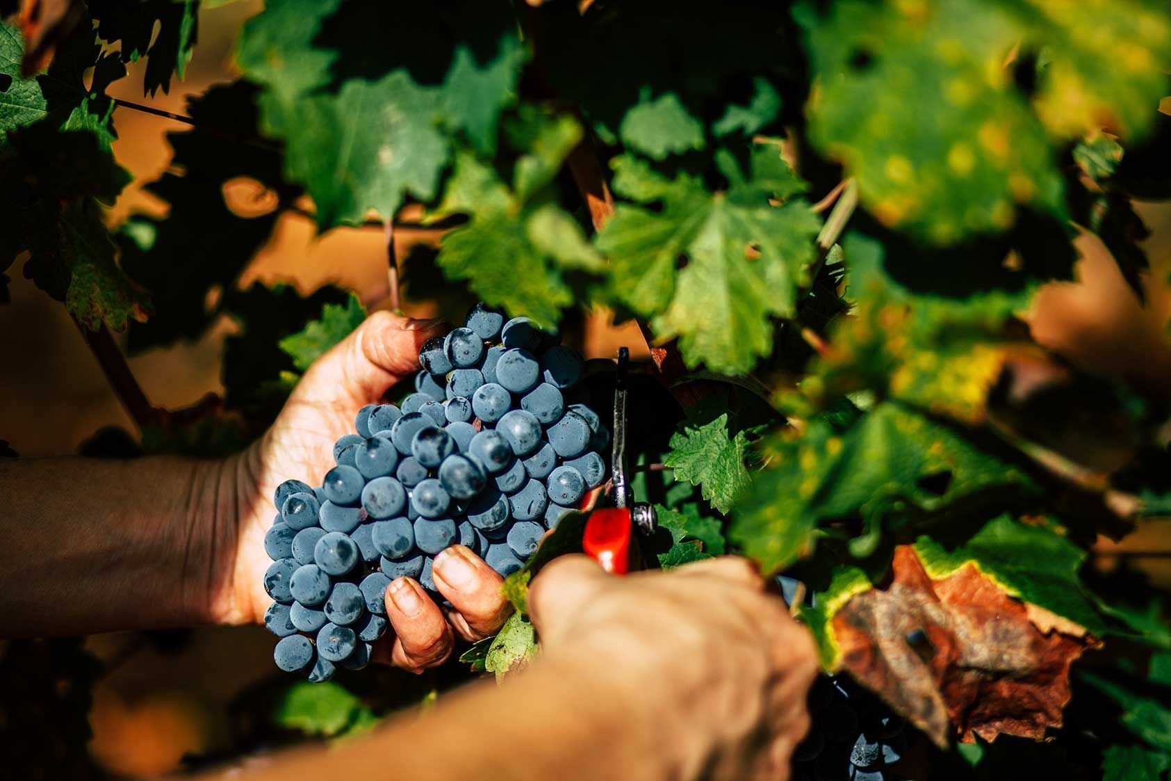 Una persona está recogiendo uvas de una vid con un par de tijeras.