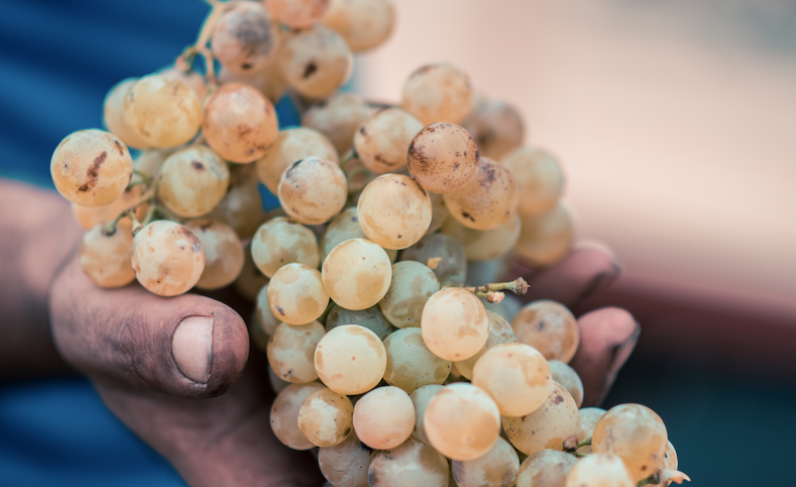 Una persona sostiene un racimo de uvas blancas en sus manos.