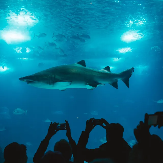 Un grupo de personas está tomando fotografías de un tiburón en un acuario.