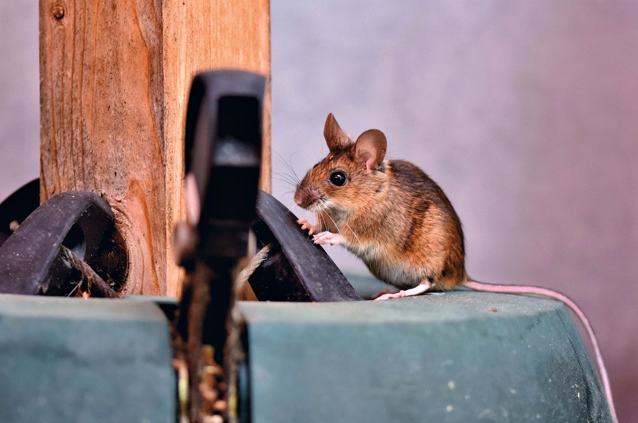 House rat