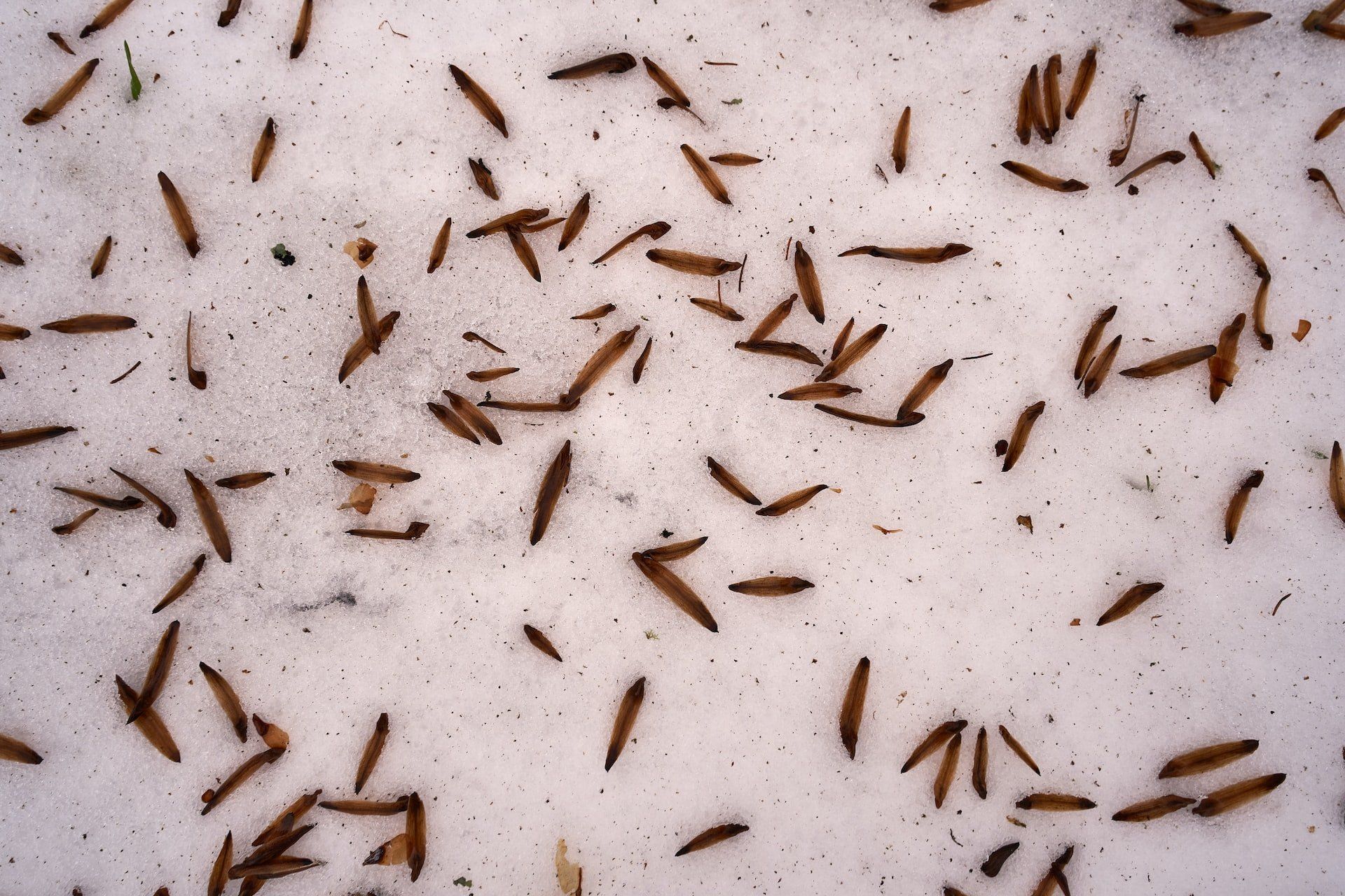 Termites