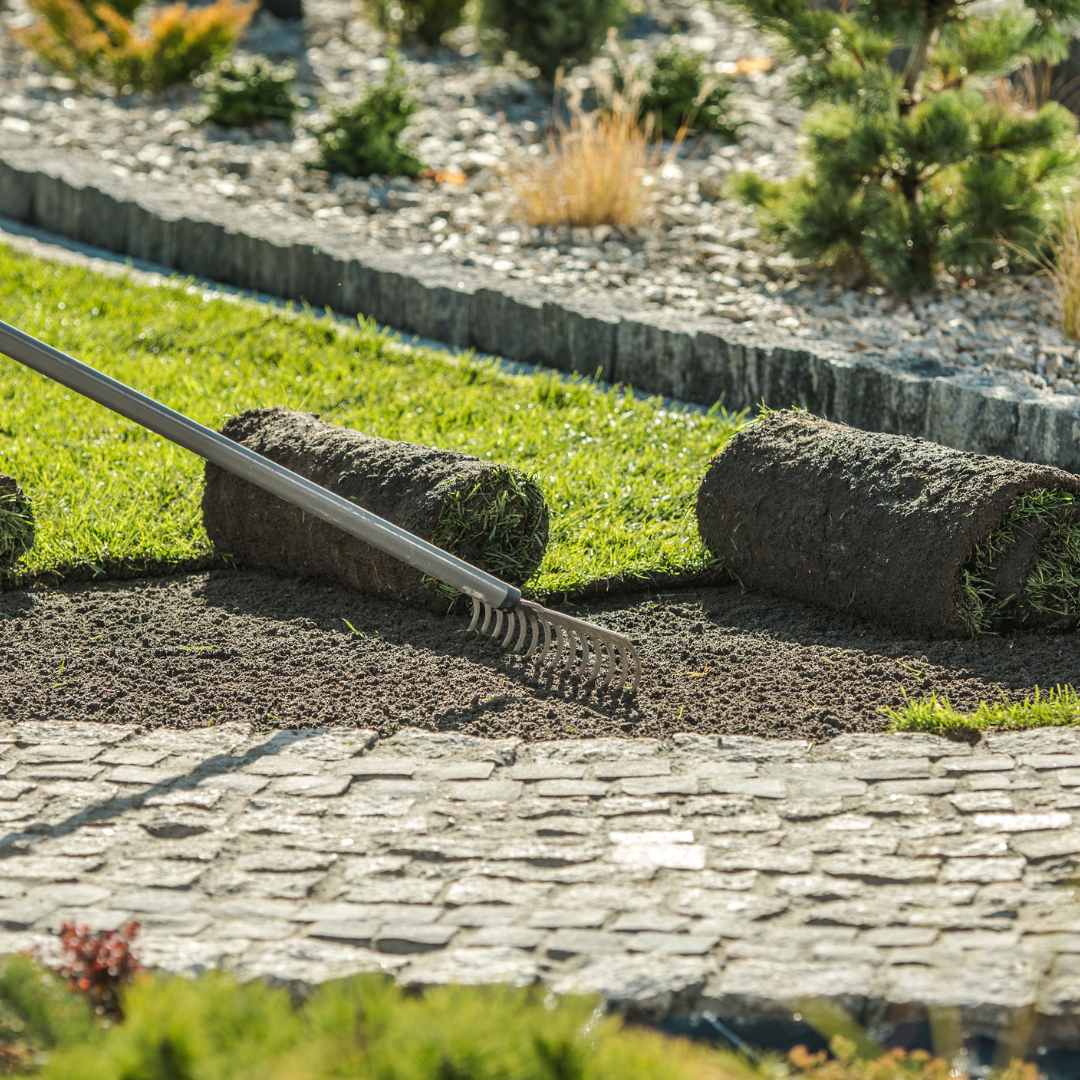 Laying sod in a garden. Rolls of turf sit beside a rake on prepared soil, next to a stone path.