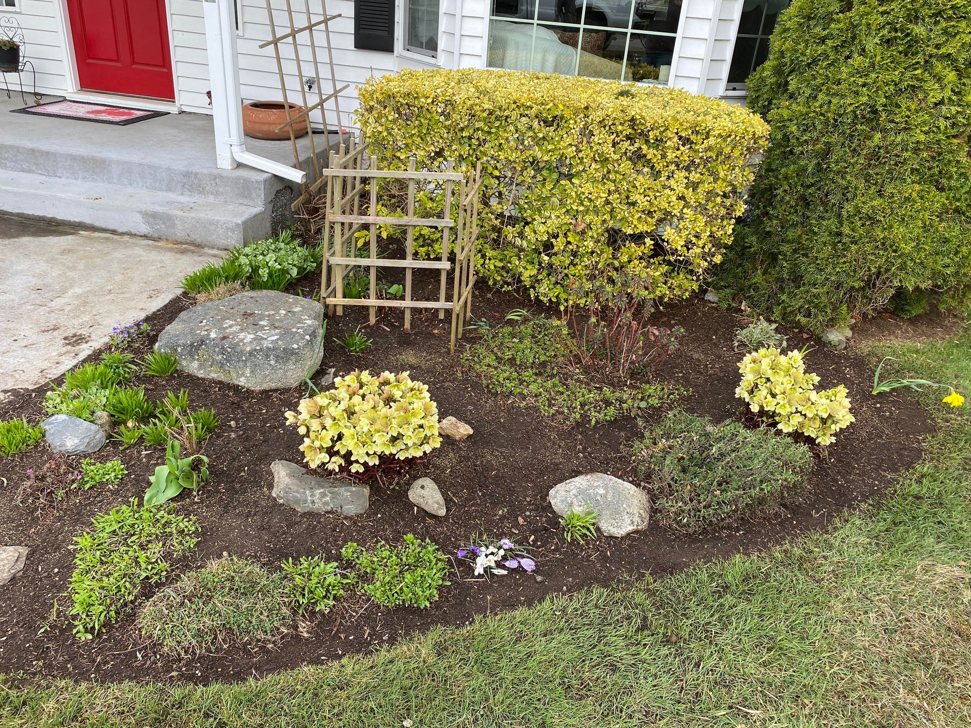 A front yard garden bed with various green plants, rocks, and dark brown mulch. A red door and white house in the background.