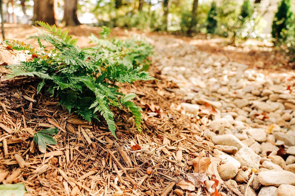 Green fern growing on a mulch-covered forest floor with rocks and blurred trees in the background