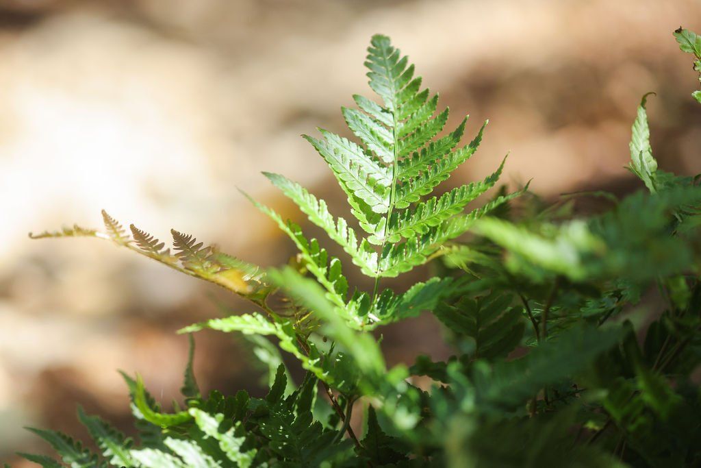 Green fern fronds in soft sunlight with a blurred woodland background