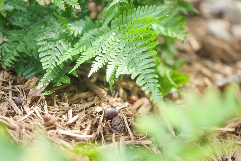 Fern fronds growing over a forest floor with a small bird nest beneath them