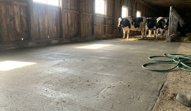 Freshly poured concrete dairy barn flooring with cows in the background.