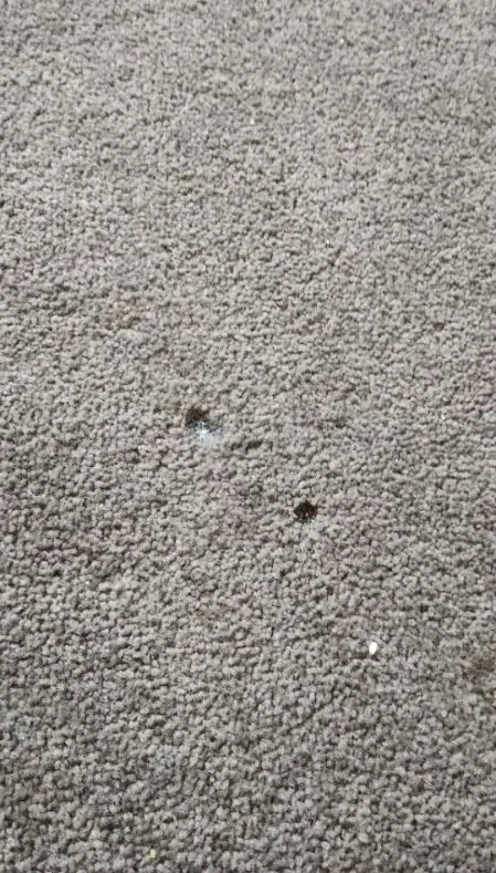 Carpet