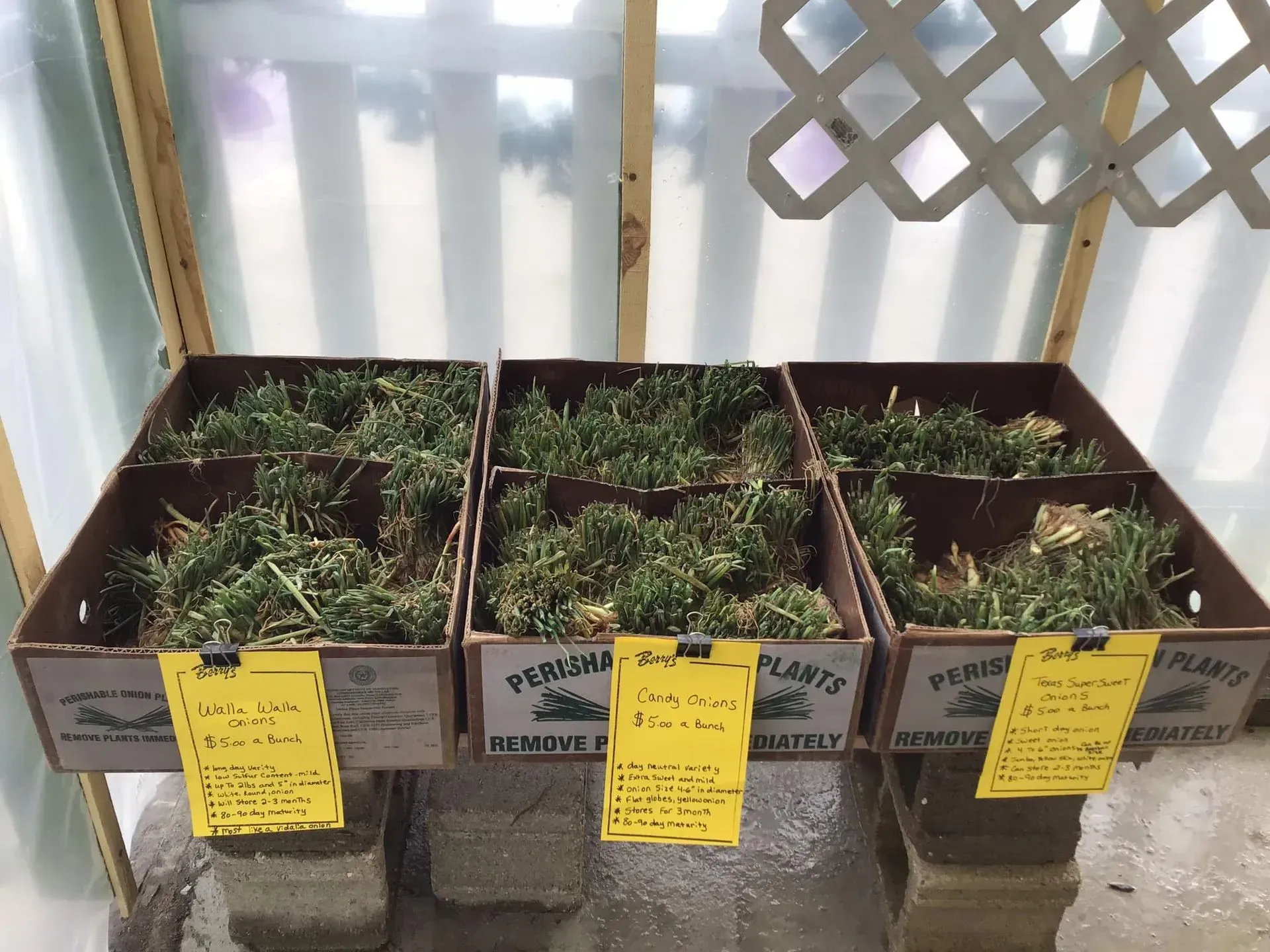 Three cardboard boxes filled with plants displayed on cinder blocks, inside a greenhouse. Three cardboard boxes filled with plants displayed on cinder blocks, inside a greenhouse.