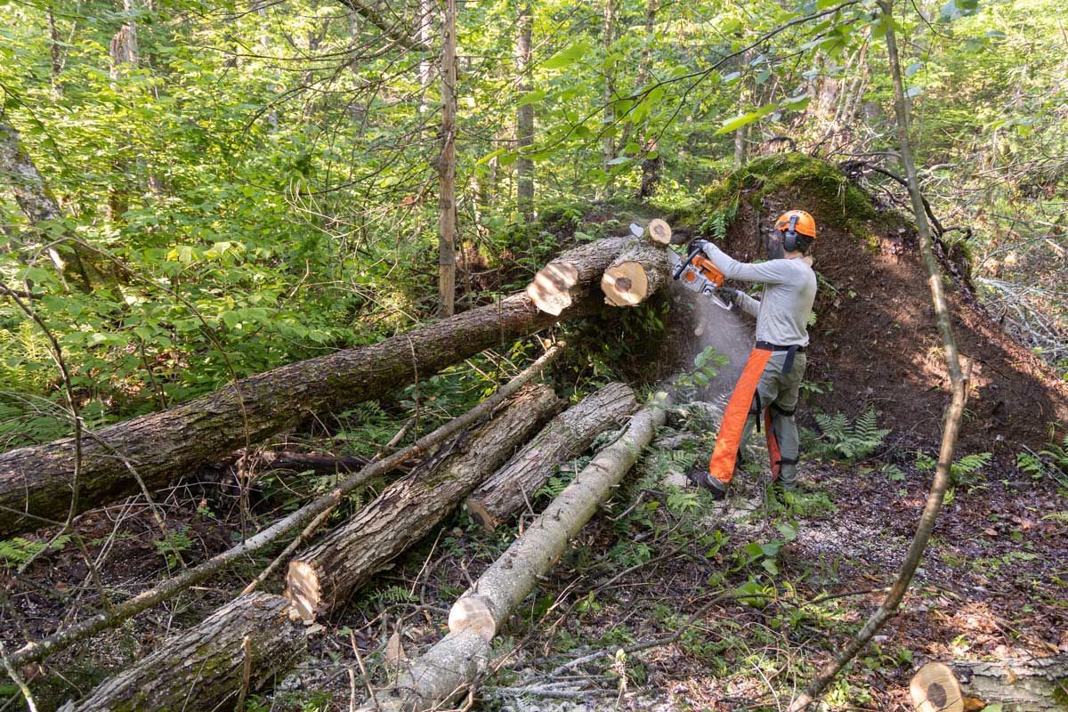 Worker using a chainsaw to cut logs in a wooded area with felled trees.
