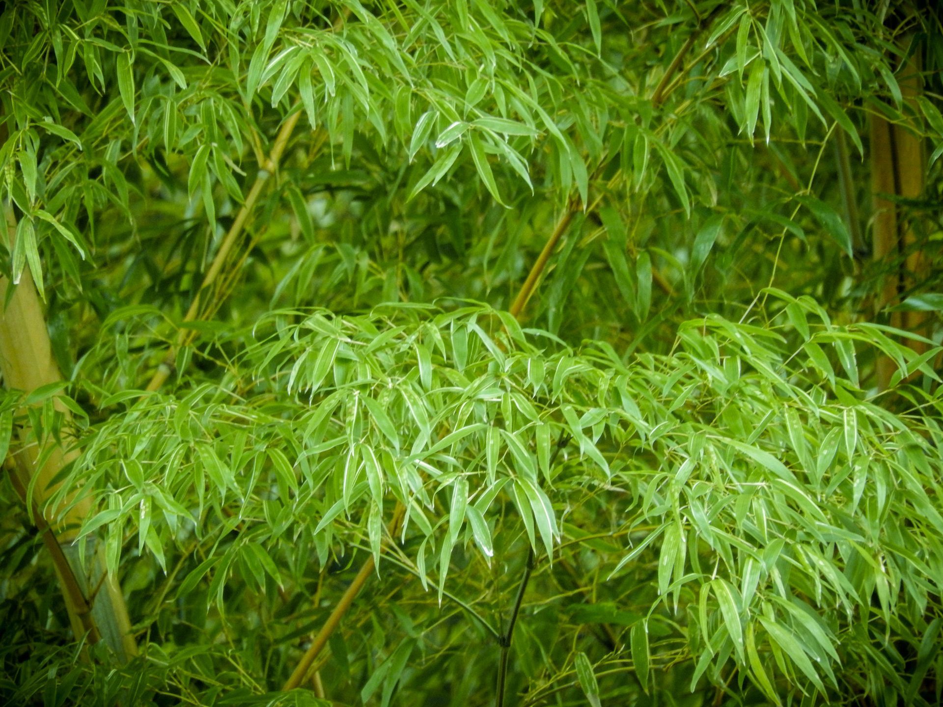 Felling of the forest — Tree Service in Wilmington, DE