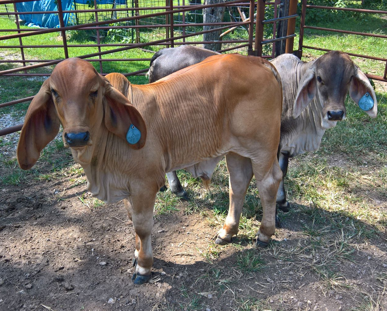 Two light brown calves with prominent ears and blue ear tags stand in a fenced, grassy outdoor pen.