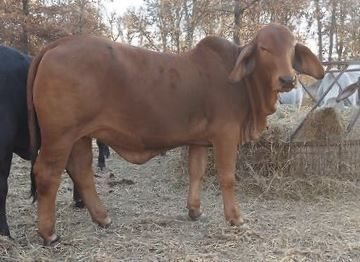 A light brown Brahman steer standing in a dry field near a hay feeder.