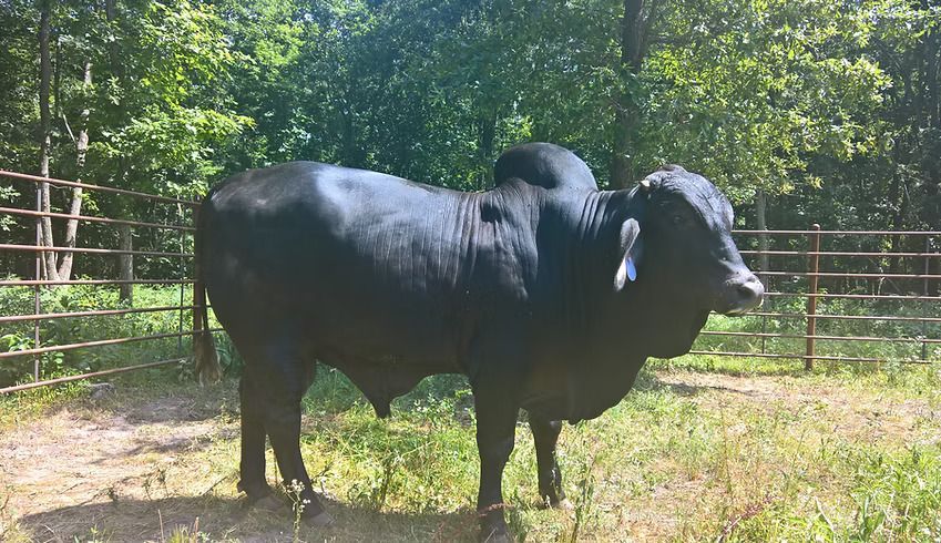 A large, black Brahman bull standing in a grassy, fenced-in pen with trees in the background.