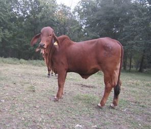 A reddish-brown Brahman cow with large ears stands in a grassy field with trees in the background.