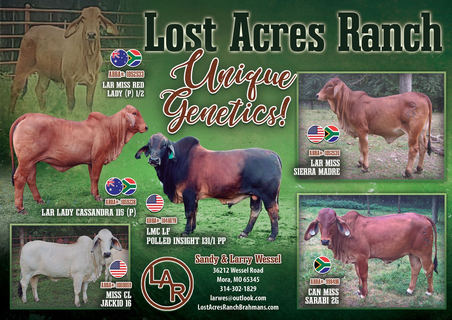 Promotional flyer for Lost Acres Ranch featuring photos of various Brahman cattle and ranch contact information.