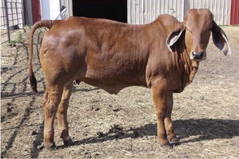 A young red Brahman heifer standing on dirt in front of a barn.