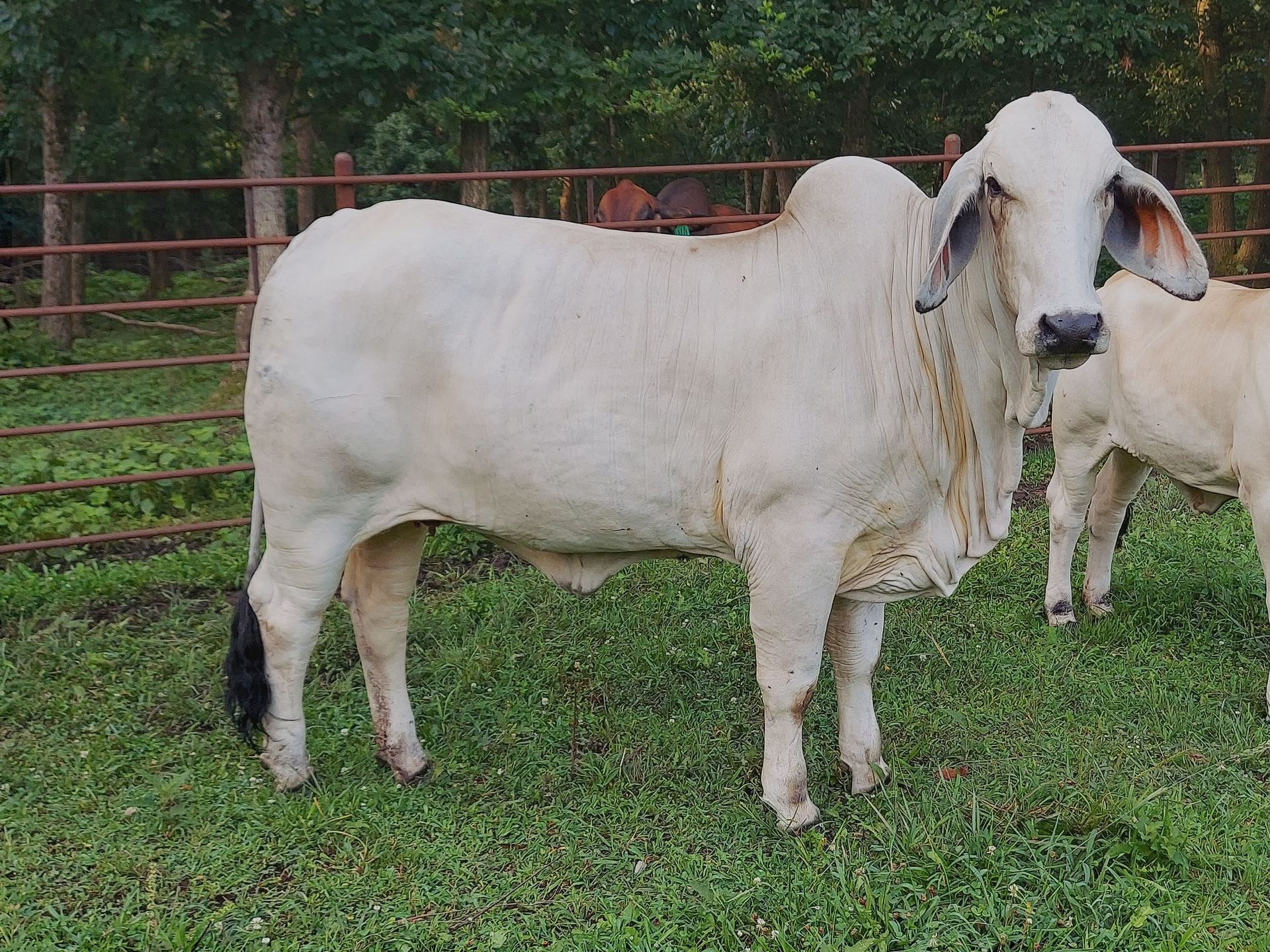 A white Brahman bull stands in a grassy field behind a metal fence.