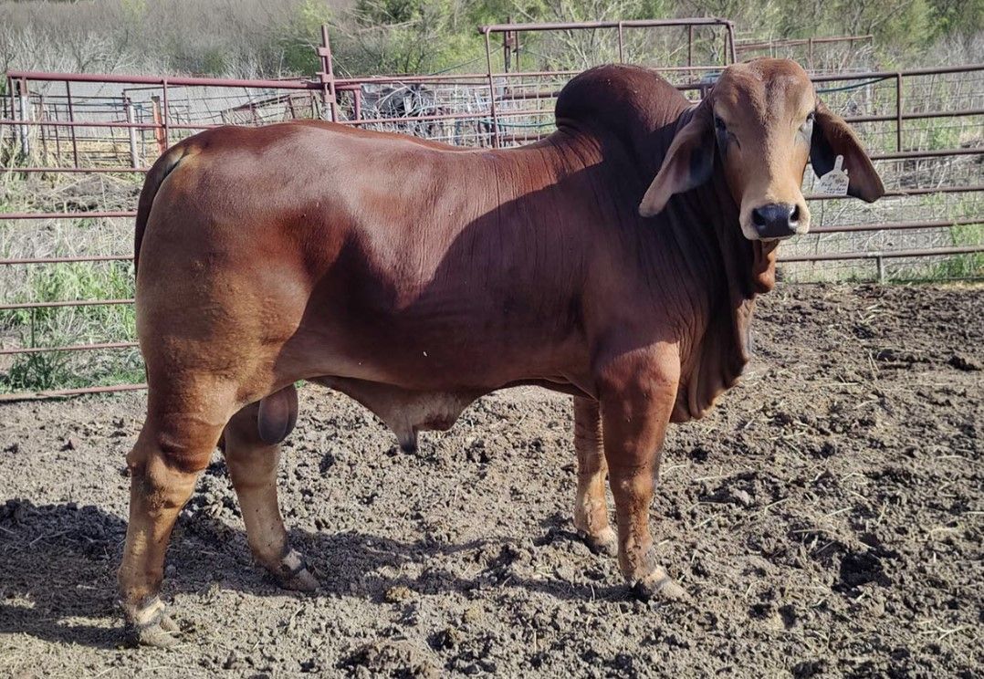 A reddish-brown Droughtmaster bull with a prominent hump and loose skin stands in a dirt pen with metal fencing.