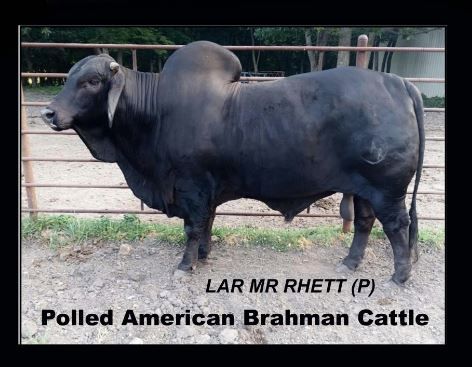 A reddish-brown Droughtmaster bull with a prominent hump and loose skin stands in a dirt pen with metal fencing.