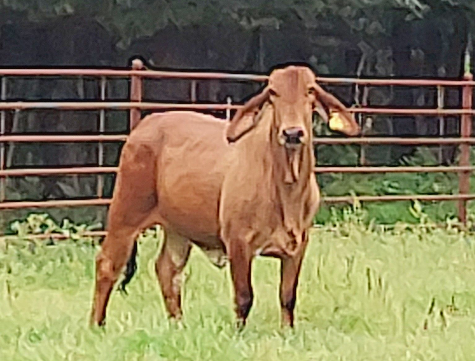 A solid light-brown Brahman steer with large drooping ears standing in a grassy field behind a metal fence.