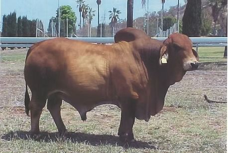 A reddish-brown Brahman bull with a prominent hump on its shoulders standing in a grassy field.