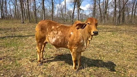 A light-brown Brahman cow with white spotted patches standing in a grassy, wooded field.