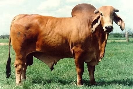 A muscular, light-brown Brahman bull with a prominent hump and drooping ears standing in a grassy field.
