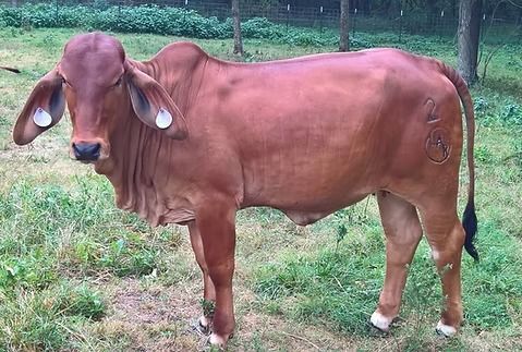 A solid red Brahman calf standing in a grassy field, featuring prominent ears and a brand on its rear hip.
