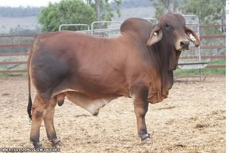 A reddish-brown Droughtmaster bull with a prominent hump and loose skin stands in a dirt pen with metal fencing.