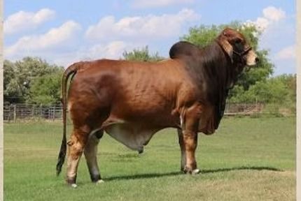 A red Brahman bull stands in a grassy field under a sunny, cloudy sky.