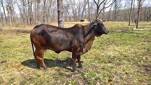 A dark brown cow with a prominent hump on its shoulders stands in a grassy, wooded pasture.