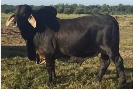 A black bull with large drooping ears and a hump on its shoulder, standing in a grassy pasture under a clear sky.