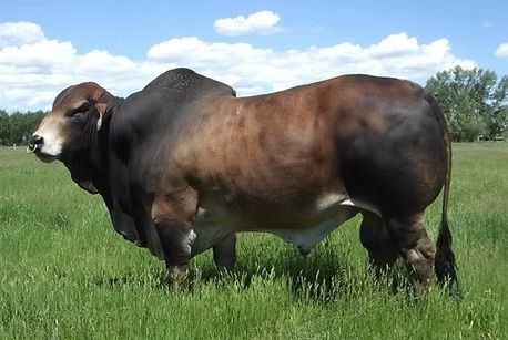A large, muscular brown bull with a humped back stands in a green field under a partly cloudy blue sky.