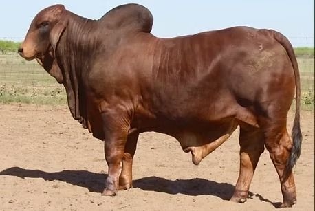 A reddish-brown Brahman bull with a prominent hump standing on dry, light-colored dirt in an open field.