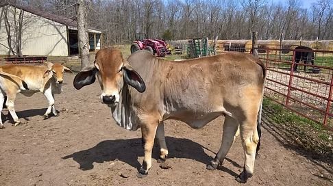 A light brown Brahman-type cow stands in a dirt pen near a metal fence, with a smaller cow visible in the background.