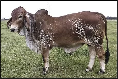 A brown bull with white mottled spots and a large hump on its shoulders stands in a grassy field.