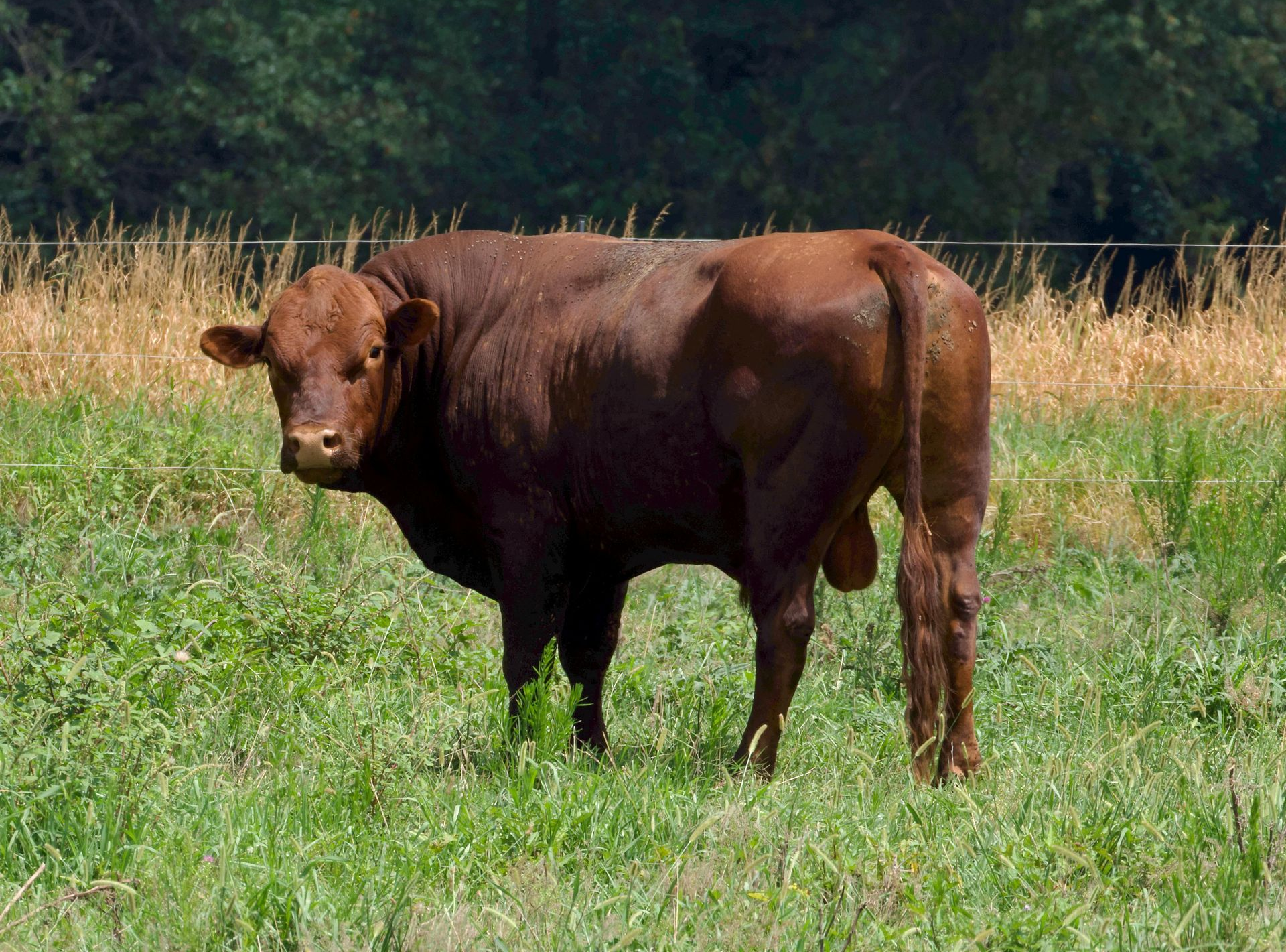 A sturdy, reddish-brown bull stands in a lush green pasture, facing slightly toward the camera.