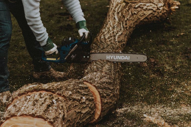 A person is cutting a tree with a chainsaw.