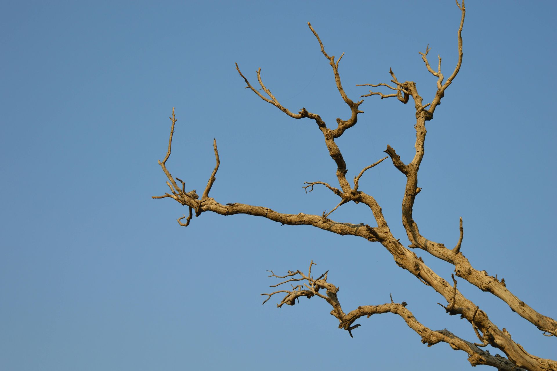 A tree without leaves against a blue sky