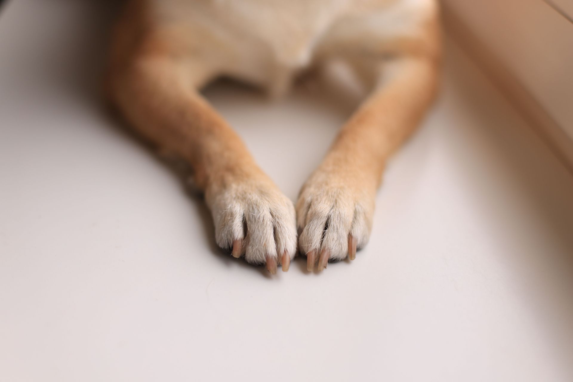 Dog’s front paws stretched out on a light-colored floor, with a soft blurred background