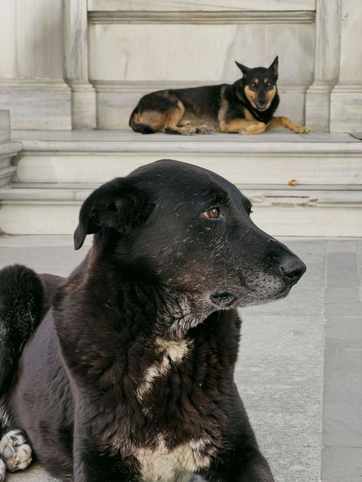 Black dog sitting in foreground, with a tan-and-black dog resting on marble steps behind it.