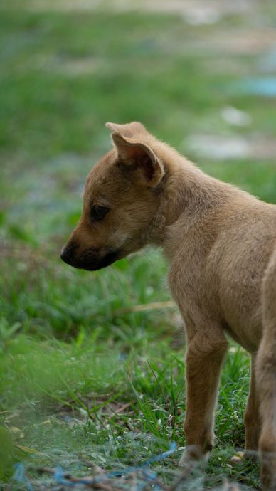 Small brown puppy standing in green grass, looking left.