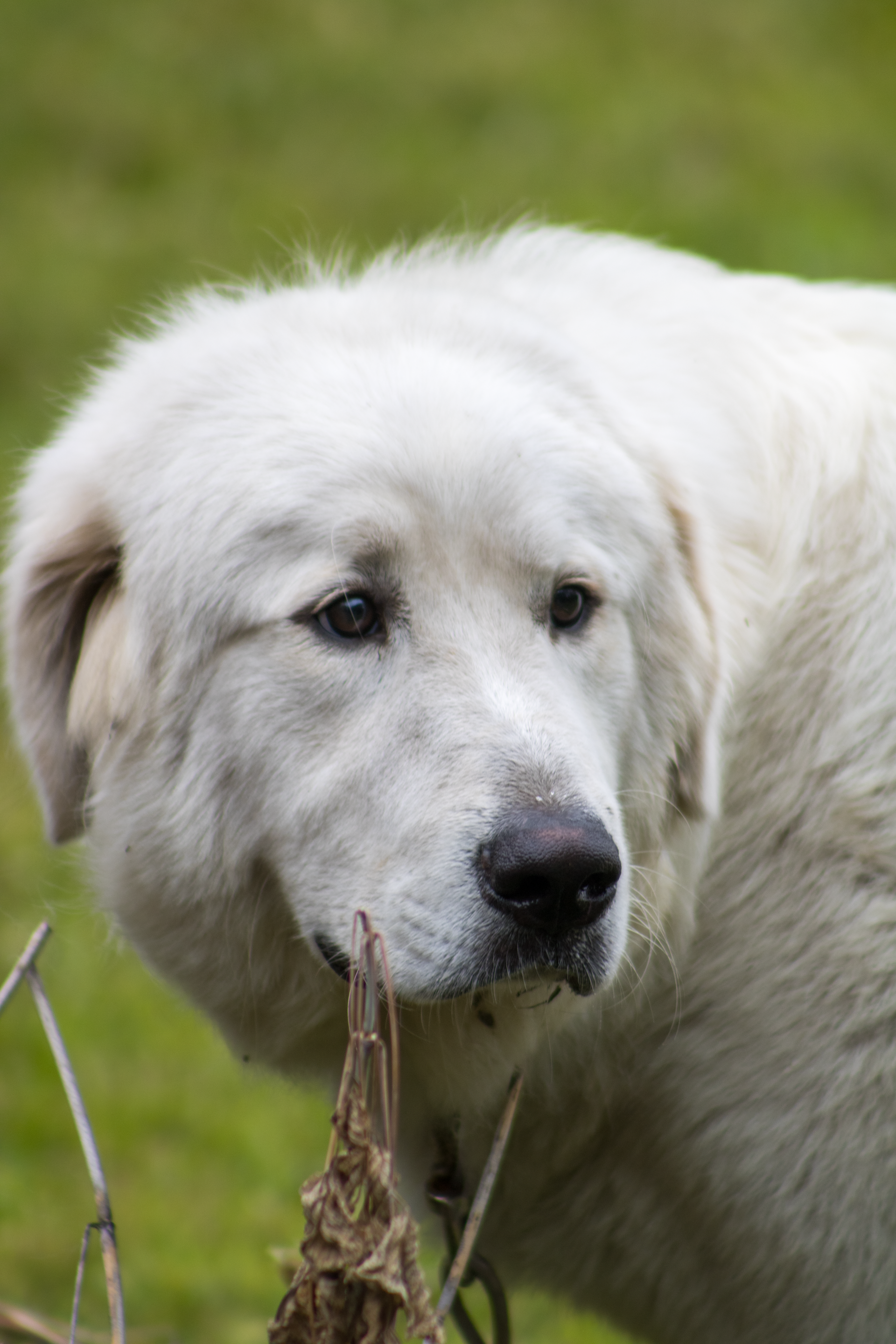 White fluffy dog in grass, sniffing a dried plant