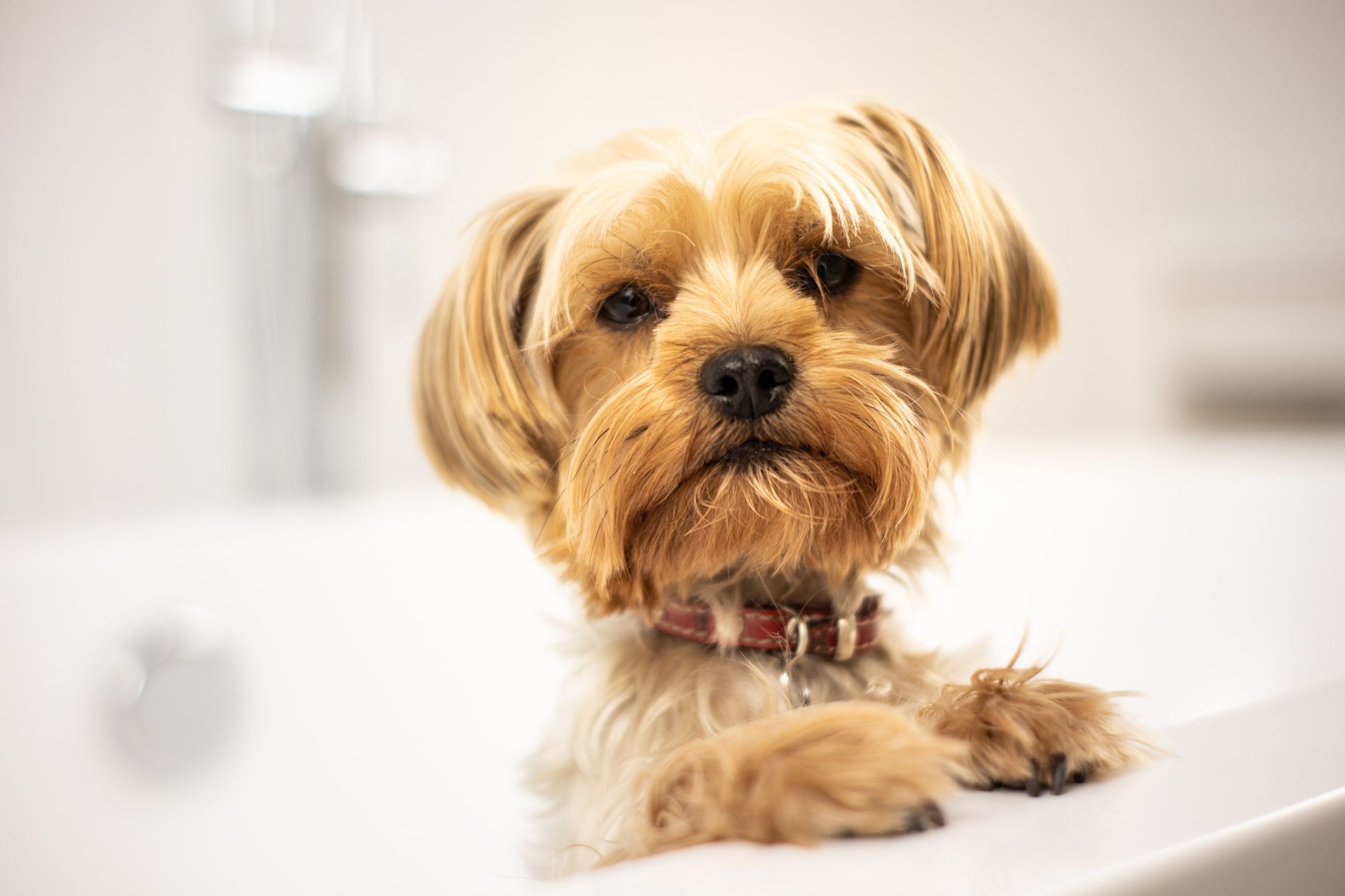 Small tan dog with a pink collar resting its paws on a white bathtub edge in a bright bathroom
