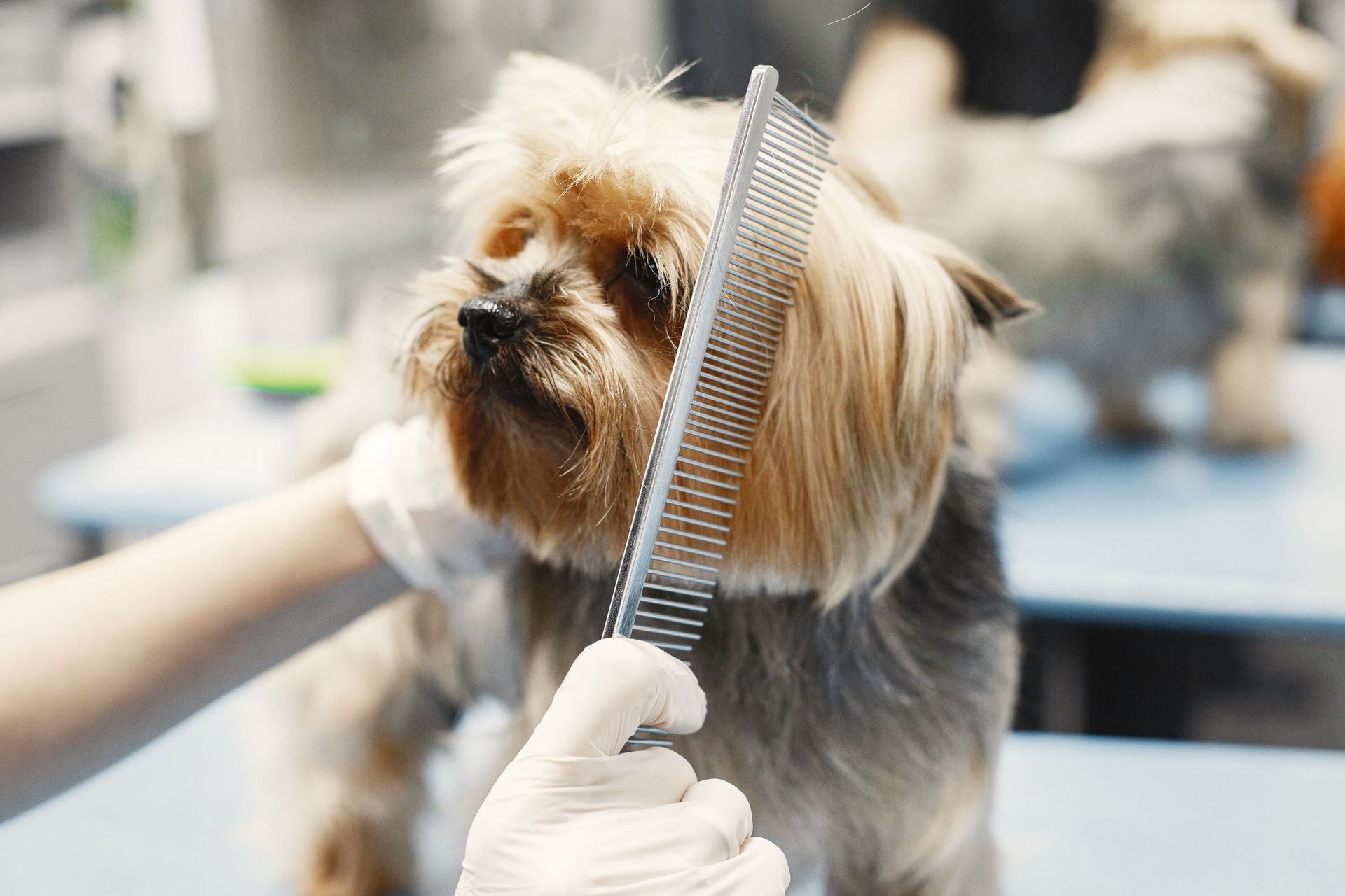 Small dog being groomed while a gloved hand combs its fur in a salon